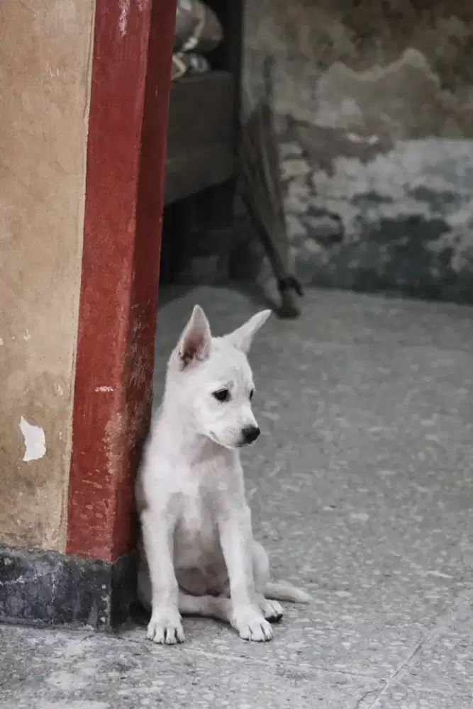 JUAL ANJING BETINA BESERTA INDUKNYA