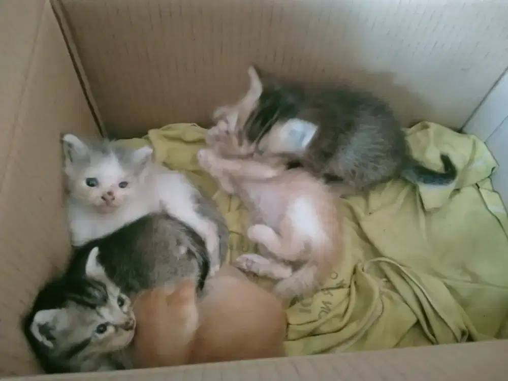 Kucing anggora bagus