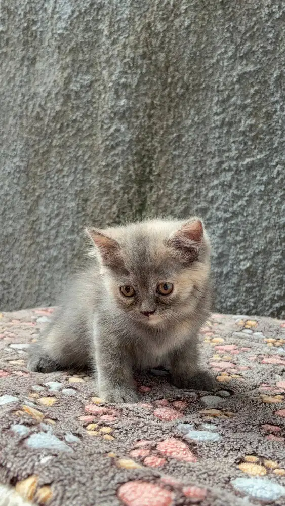 British Shorthair (BSH) BLUE TORTIE BETINA