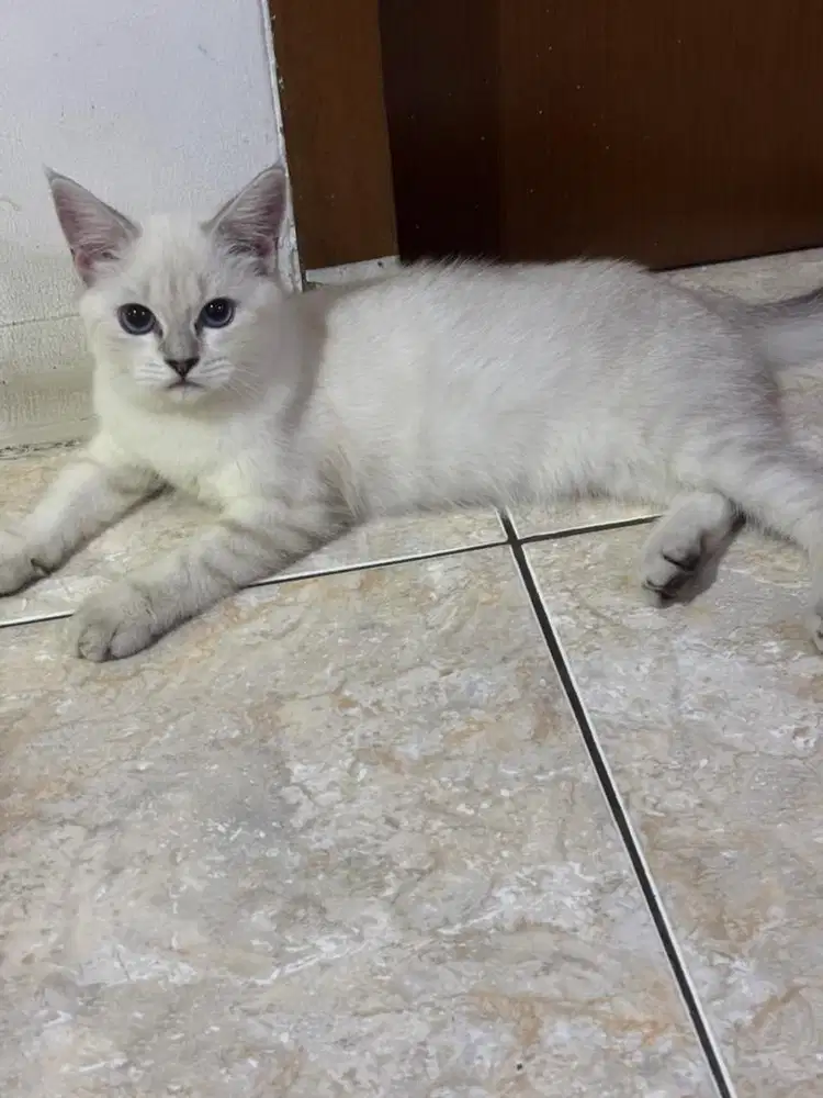 BSH silver cantik