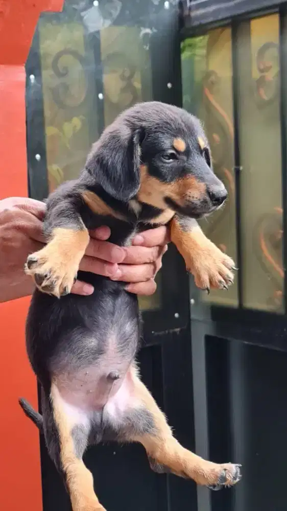 Anjing tekel/anjing sosis/