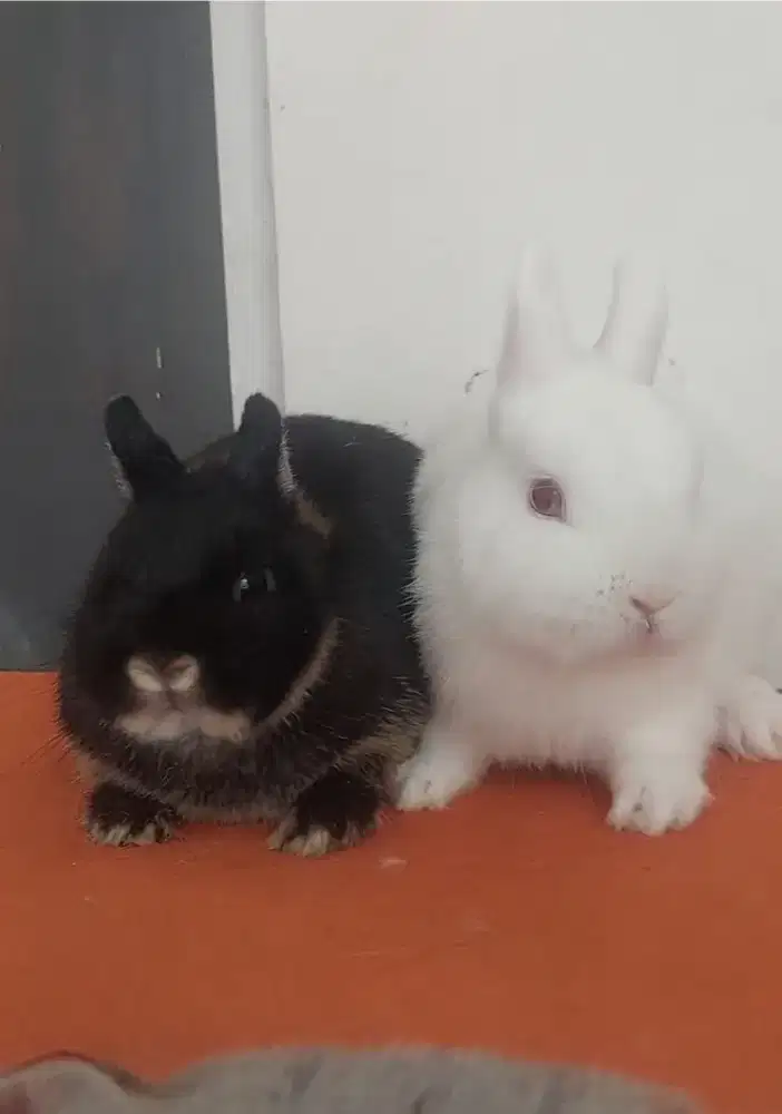 Indukan kelinci Netherlands dwarft