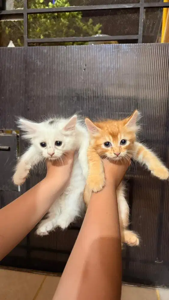 Kucing persia medium