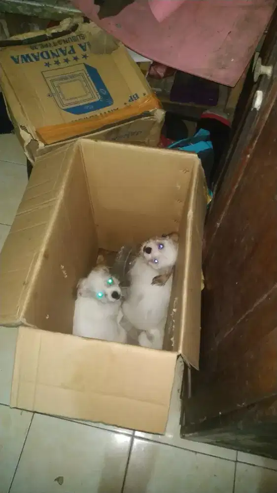 DijualAnak anjing baru satu bulan