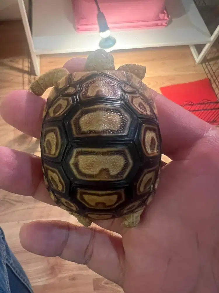 leopard pardalis 15scute simetris rare 2