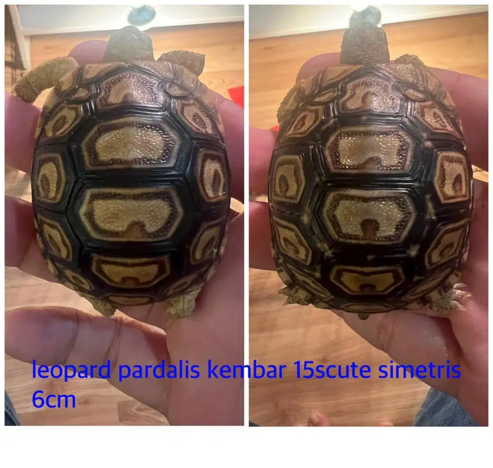 leopard pardalis kembar 15scute rare