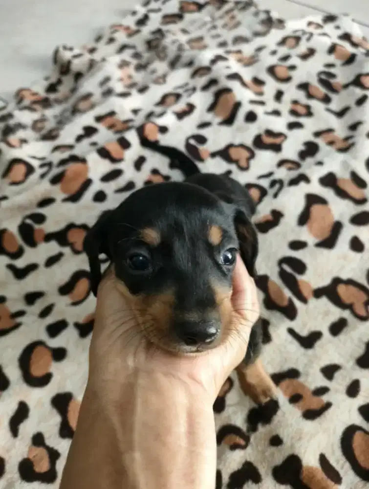 Mini tekel Datsun size kecil