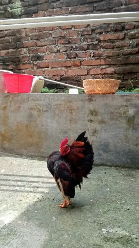 AYAM SERAMA KAKI KUNING