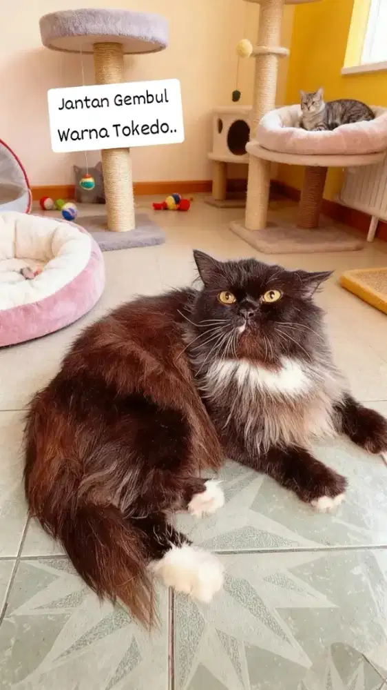 Kucing jantan gembul