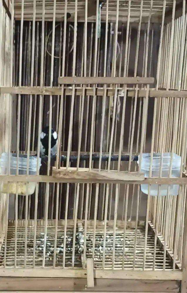 Gelatik wingko voertotal