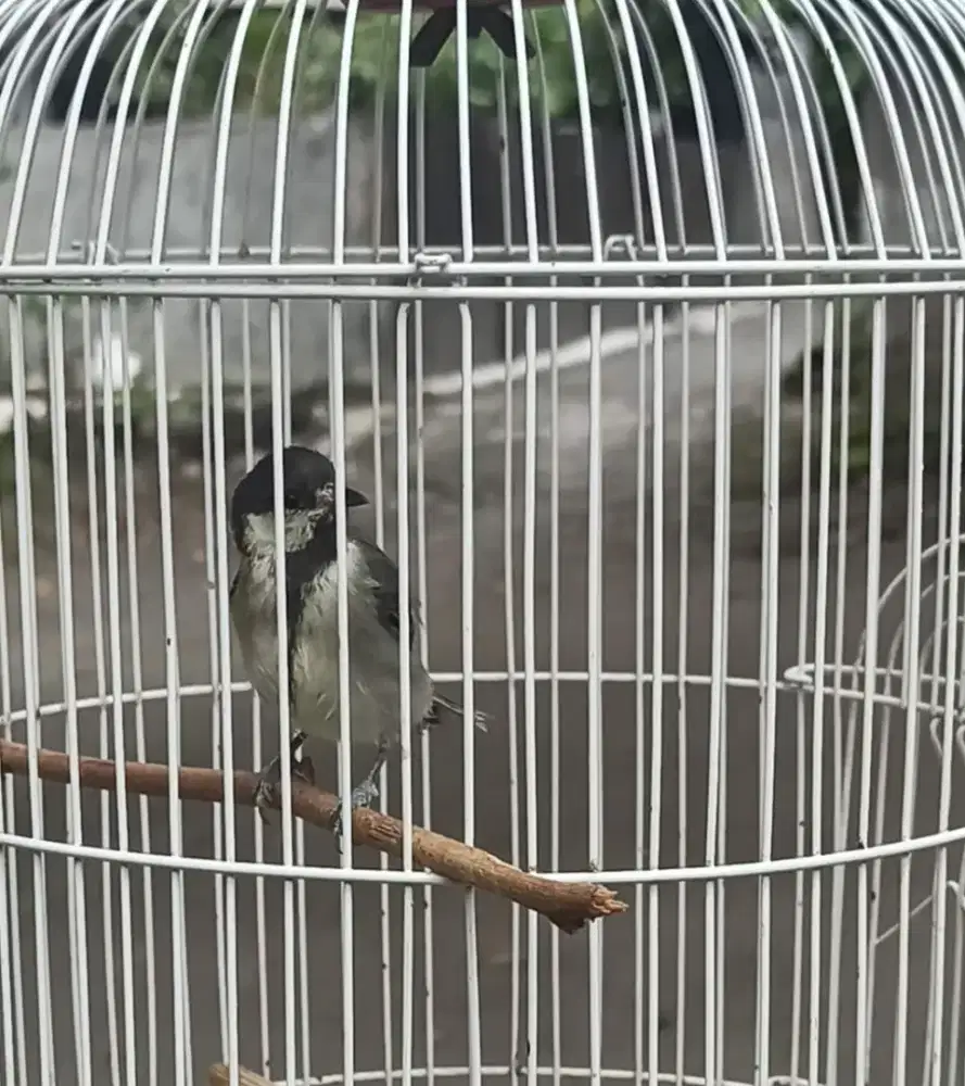 Gelatik wingko voertotal jinak