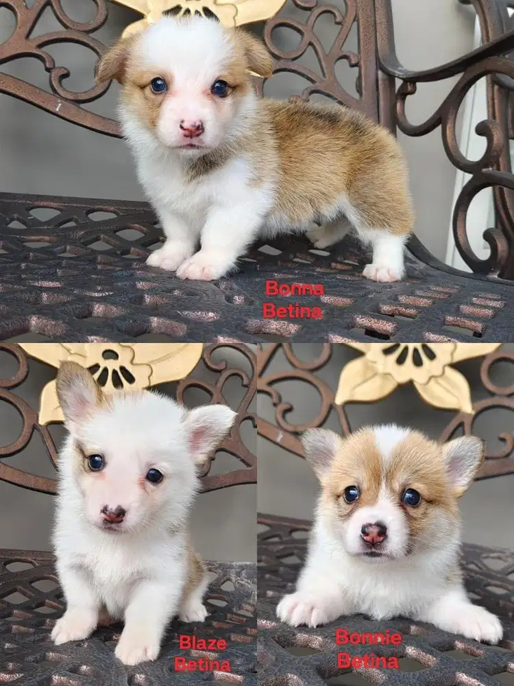 Anjing / puppies welsh corgi berkualitas
