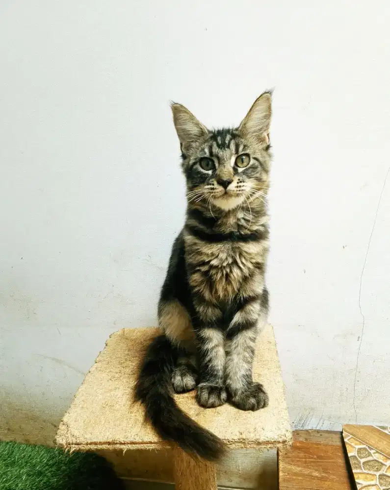 Kitten mainecoon betina pure no mix. Garansi