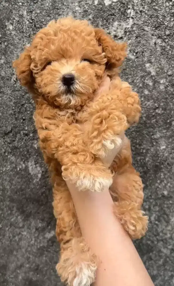 Anjing / puppies red toy poodle (betina)
