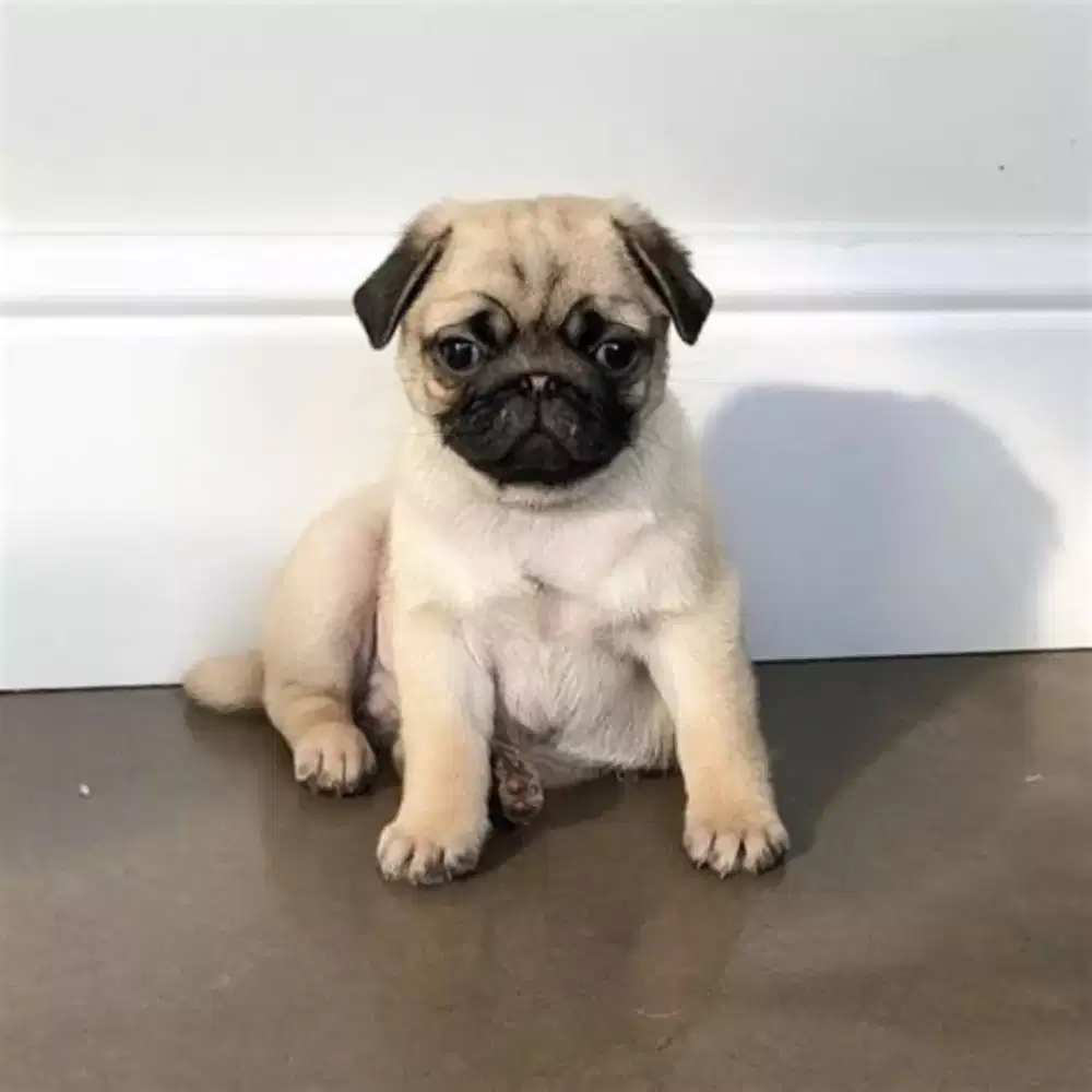 DIJUAL ANJING PUG