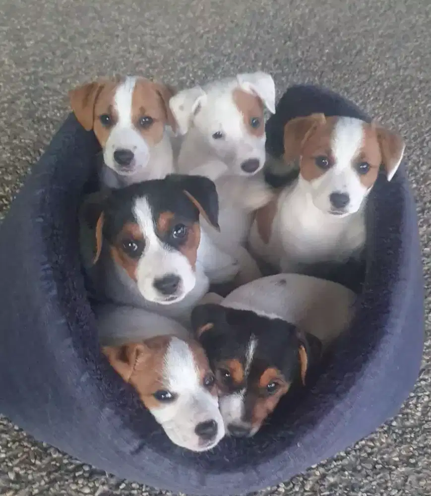 DIJUAL ANJING JACK RUSSEL T