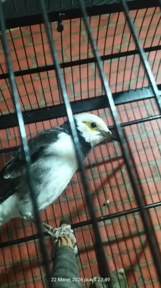 Burung jalak hongkong