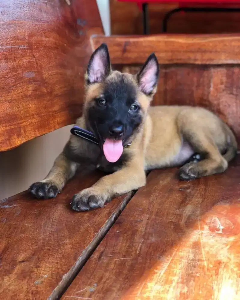DIJUAL ANJING BELGIAN MALINOIS