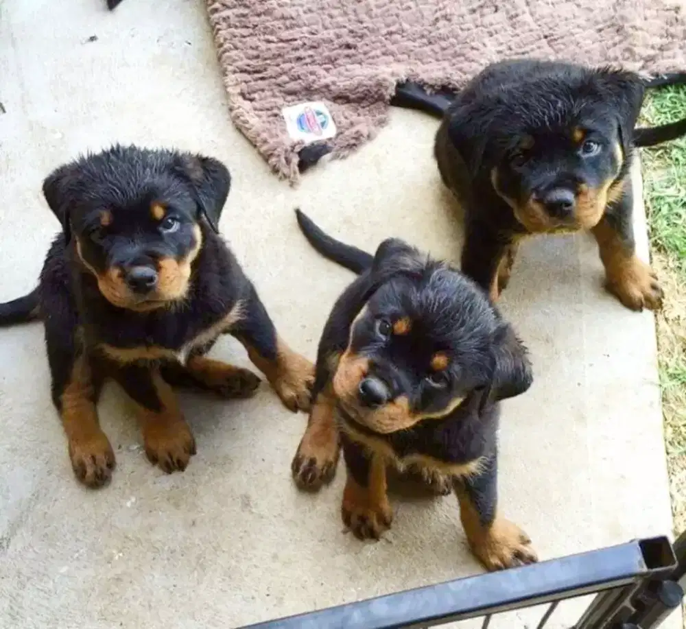 DIJUAL ANJING ROTTWEILER