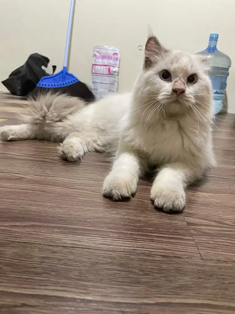 kucing ragdoll jantan