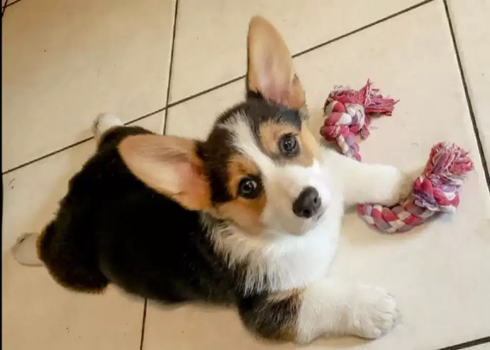 DIJUAL ANJING WELSH CORGI