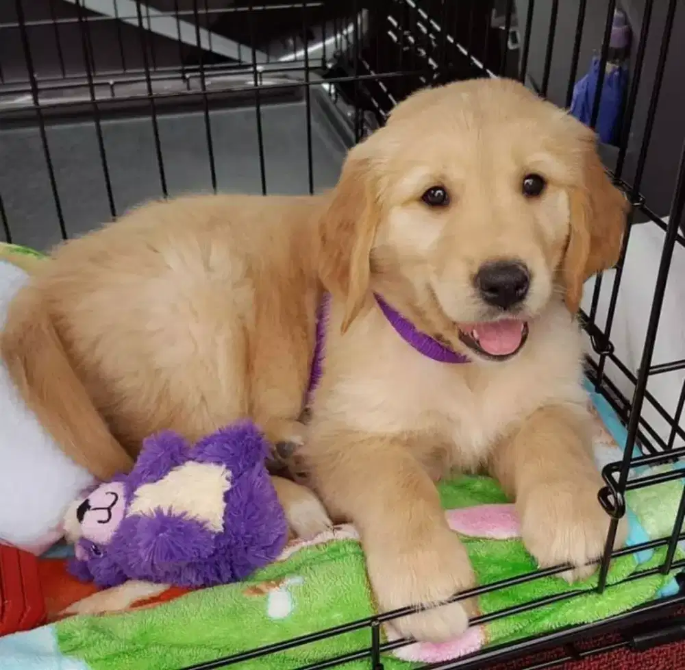 DIJUAL ANJING GOLDEN RETRIEVER