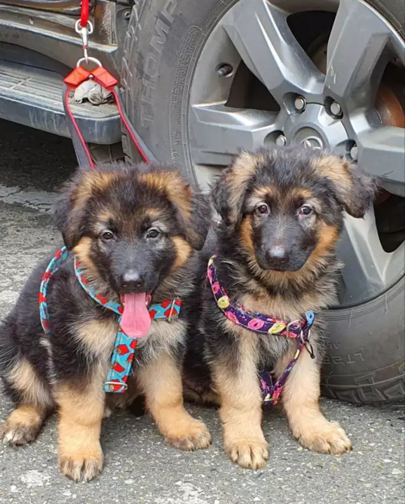 DIJUAL ANJING HERDER