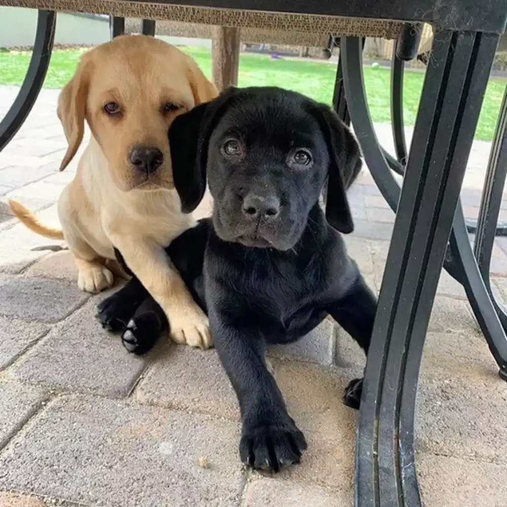 DIJUAL ANJING LABRADOR RETRIEVER