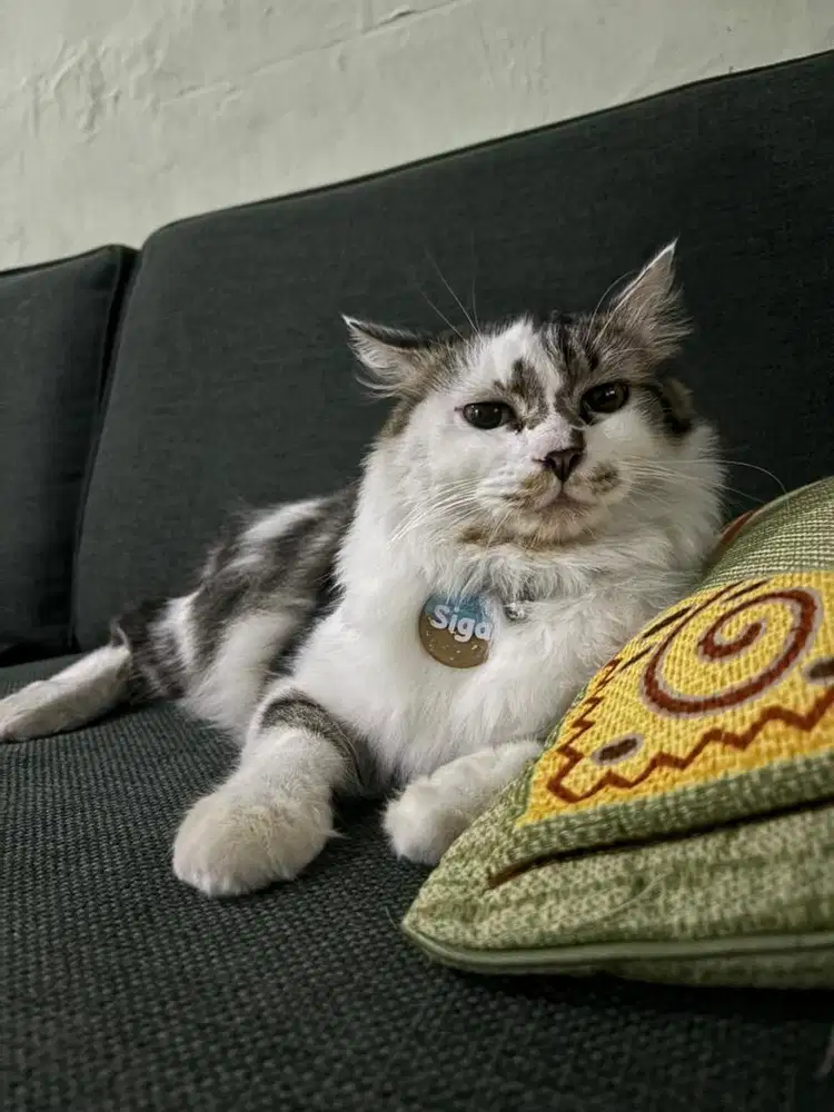 Dibutuhkan Art Secepatnya