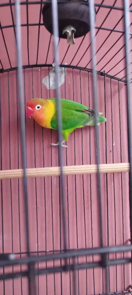 Burung Lovebird Josan fischeri