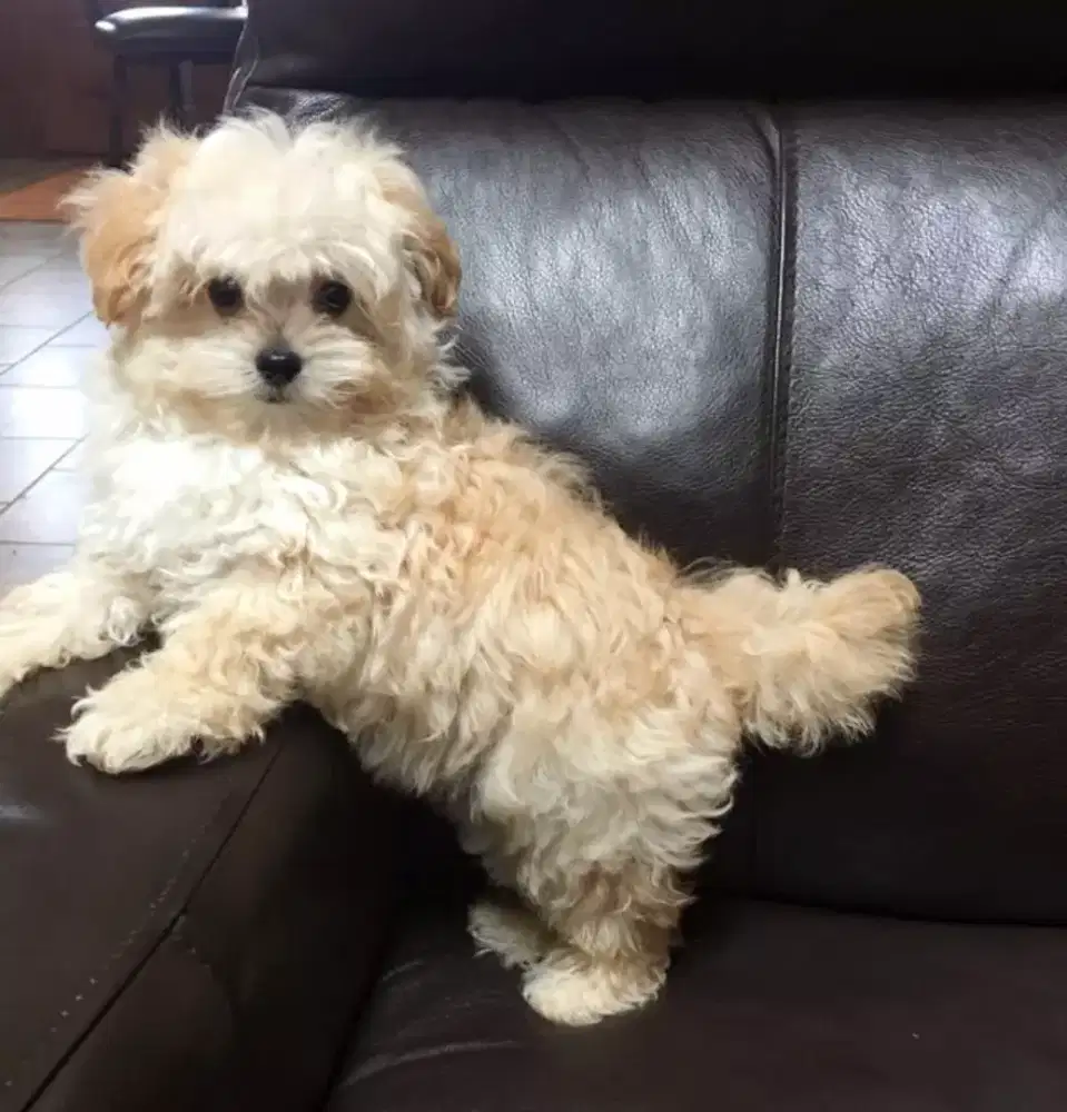 DIJUAL ANJING POODLE MIX MALTESE