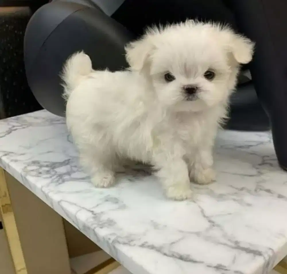 DIJUAL ANJING MALTESE MIX