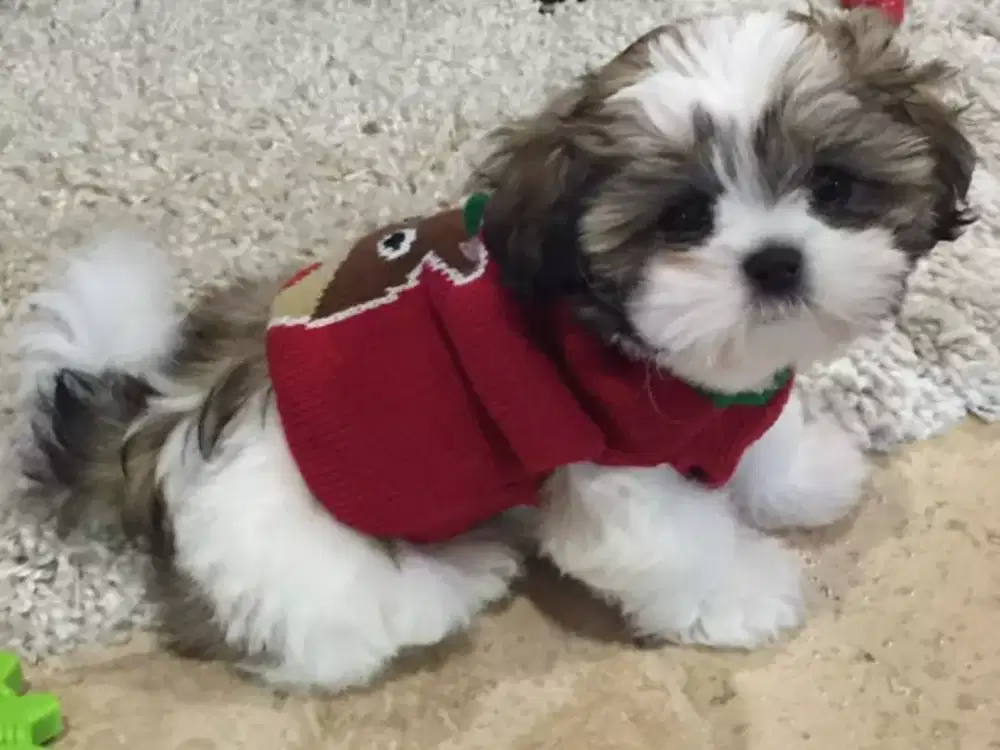 DIJUAL ANJING SHIHTZU