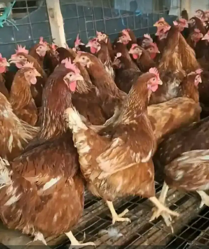 Ayam petelur produksi