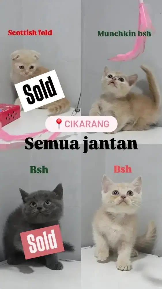 Munchkin bsh british shorthair scottish fold jantan