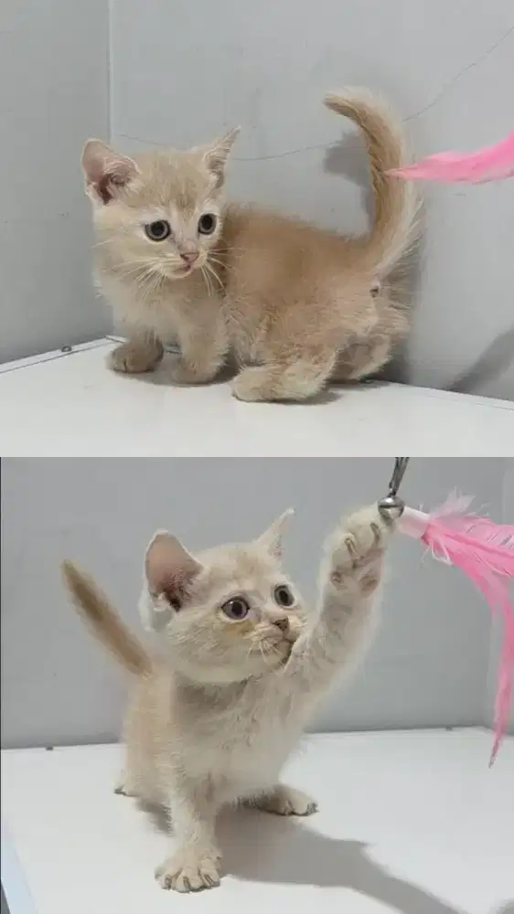 Munchkin bsh british shorthair scottish fold jantan