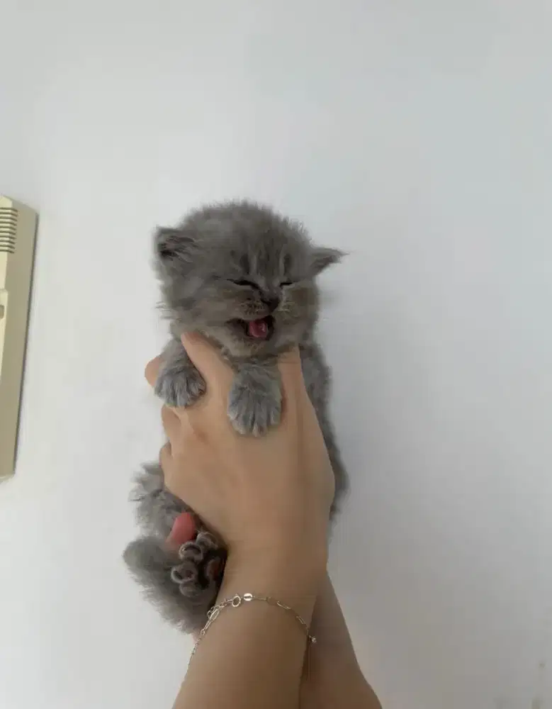 DIJUAL ANAKAN KUCING BSH (British short hair)