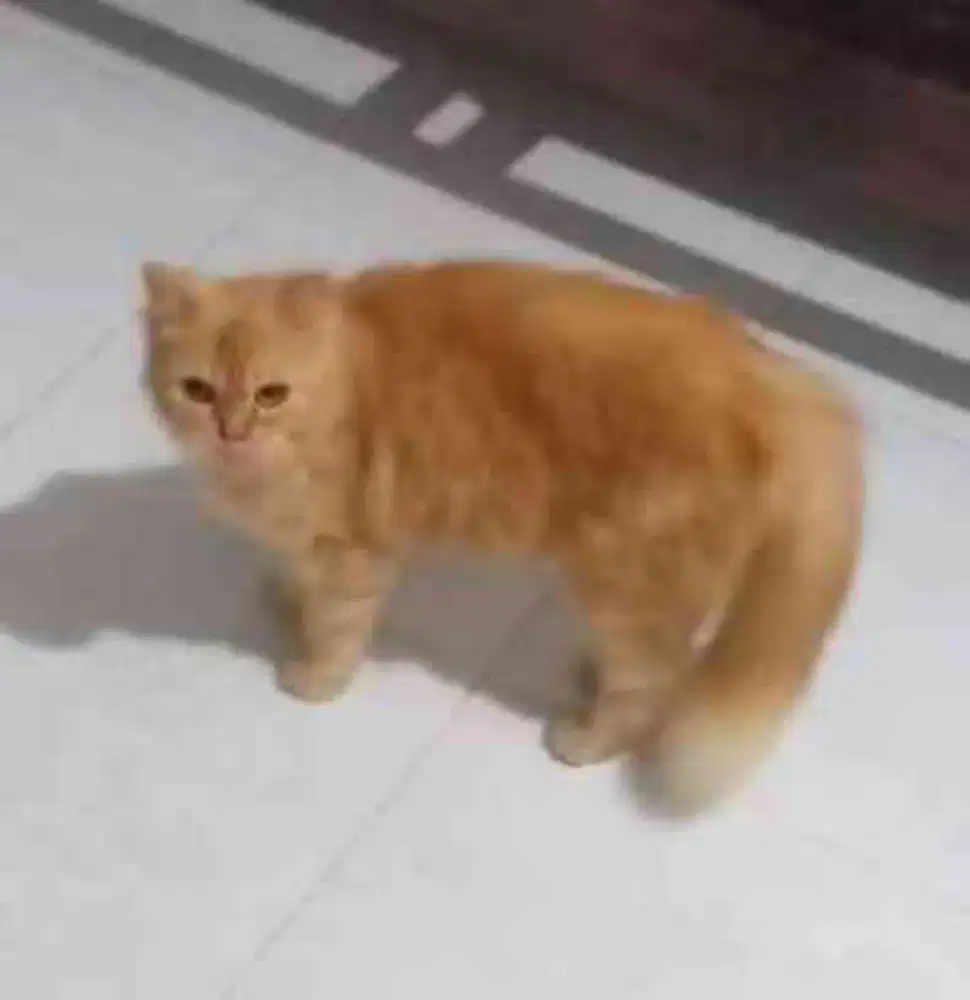 KUCING ANGGORA OYENG COWOK SEHAT WALAFIAT