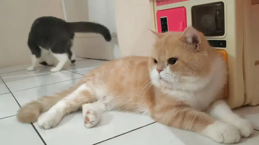 Kucing BSH Bicolor Cream Jantan Usia 11 bulan