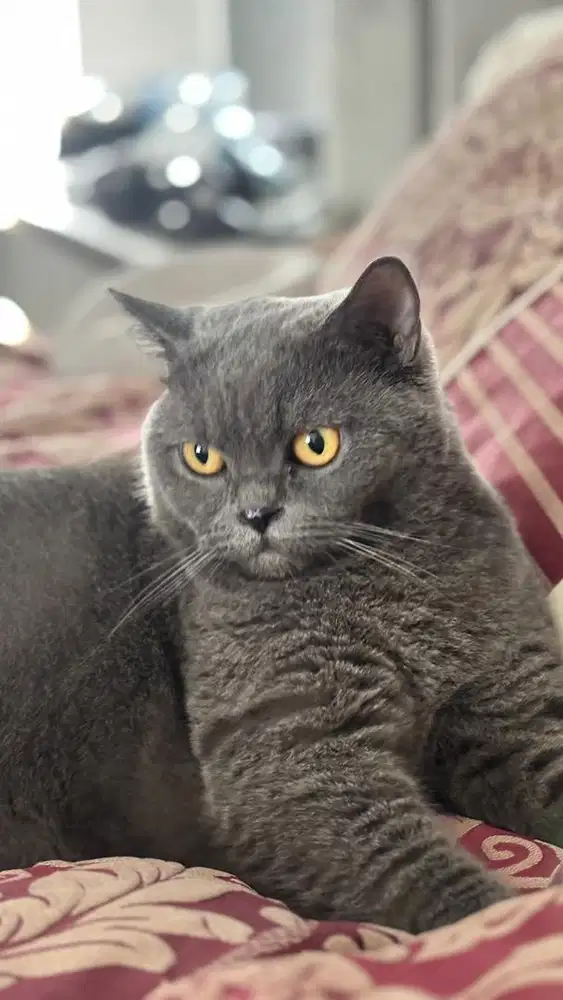 ART serabutan ok dengan anjing dan kucing