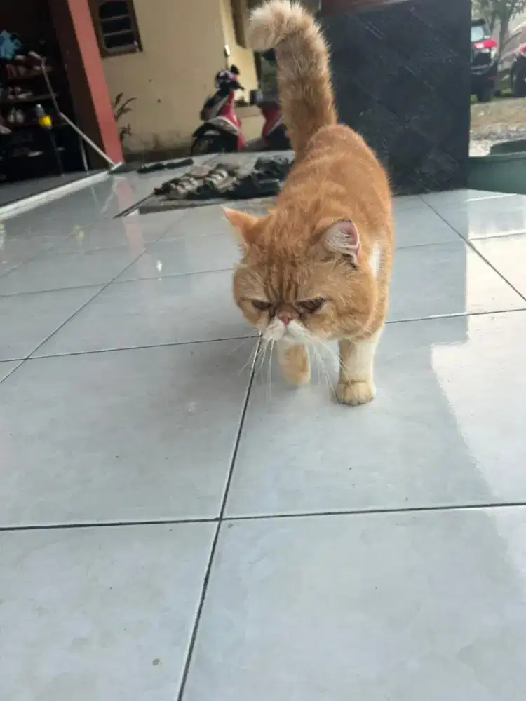 Kucing Peaknose Exotic