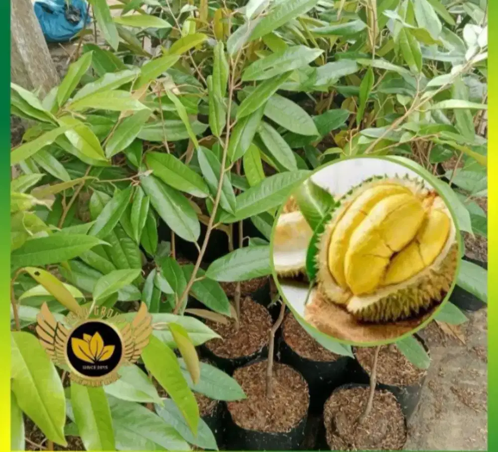 Bibit Durian monthong Varietas Asli dan Bibit Buah Lainnya