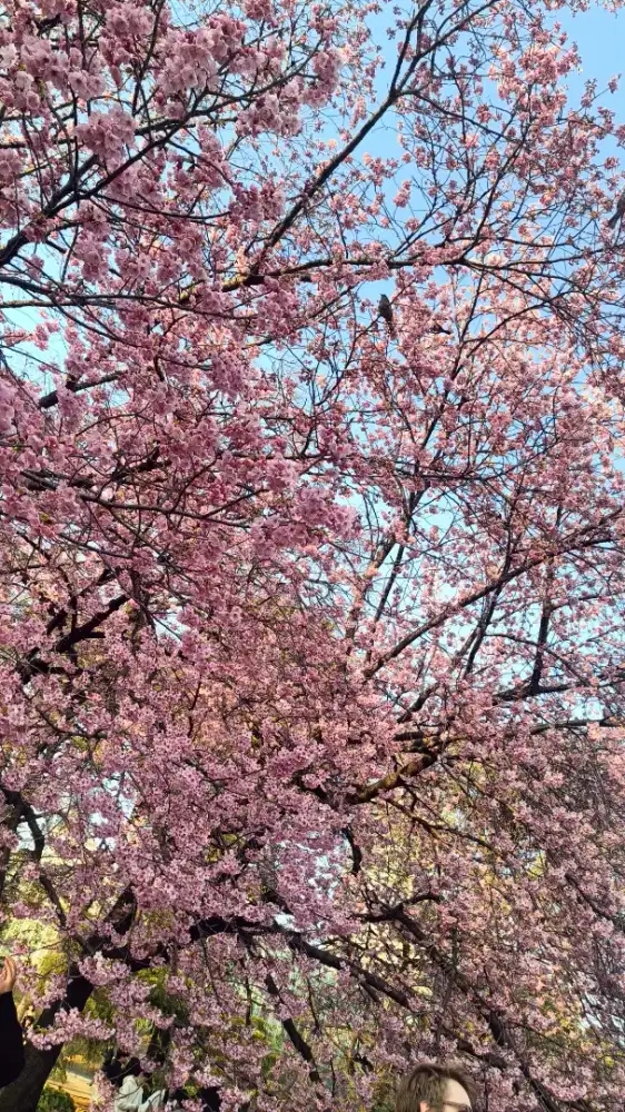 DICARI ART BERES RUMAH + PEGANG ANAK SD