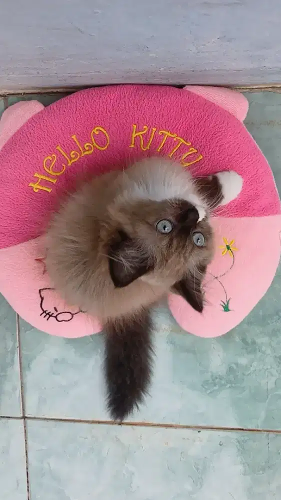 Kitten ragdoll seal mink mitted