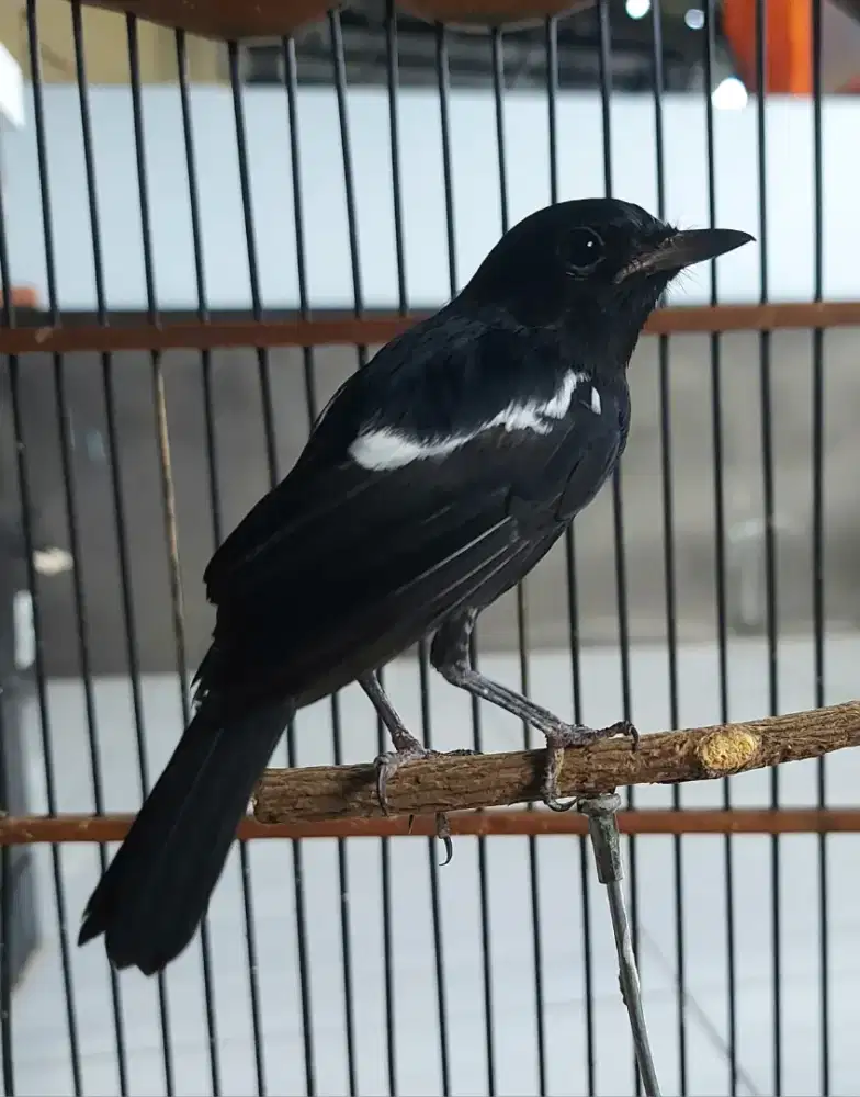 Burung decu jinak mulus