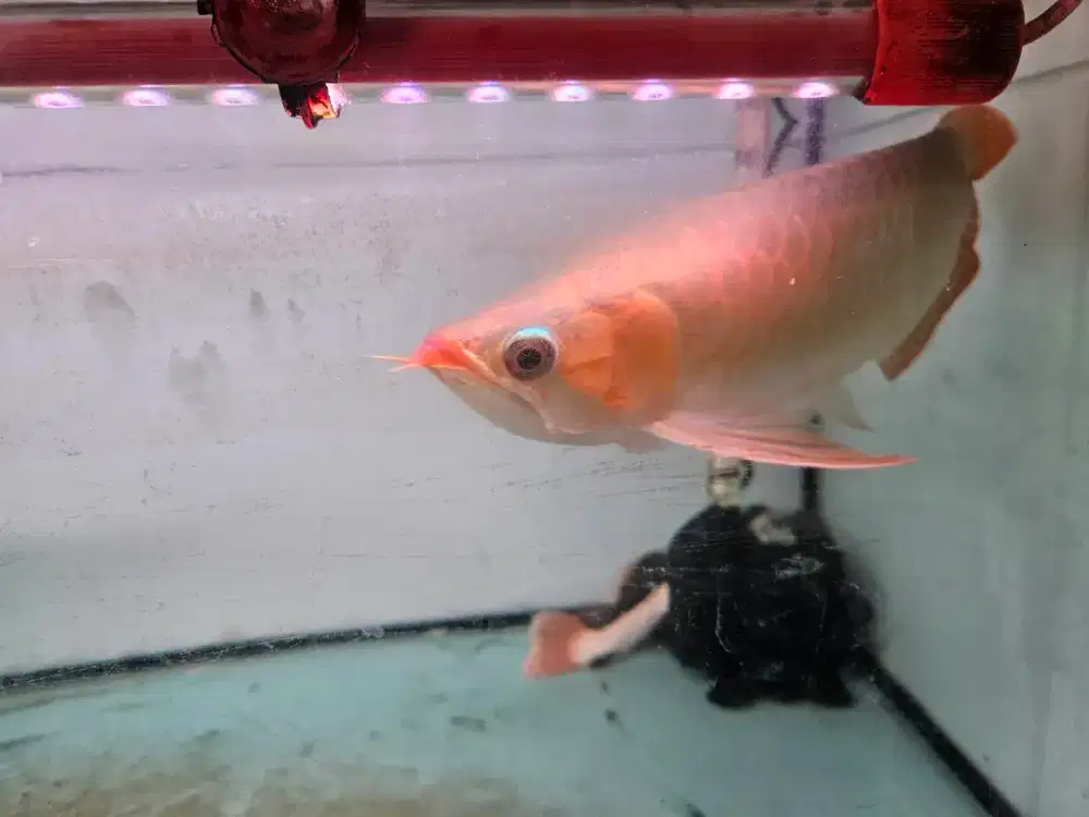 Arwana super red 35cm mumer