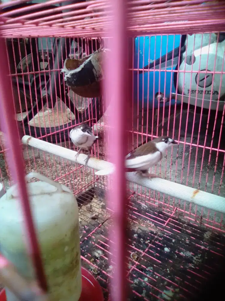 Burung emprit Jepang produksi, emprit Cipadu, burung mini aviary
