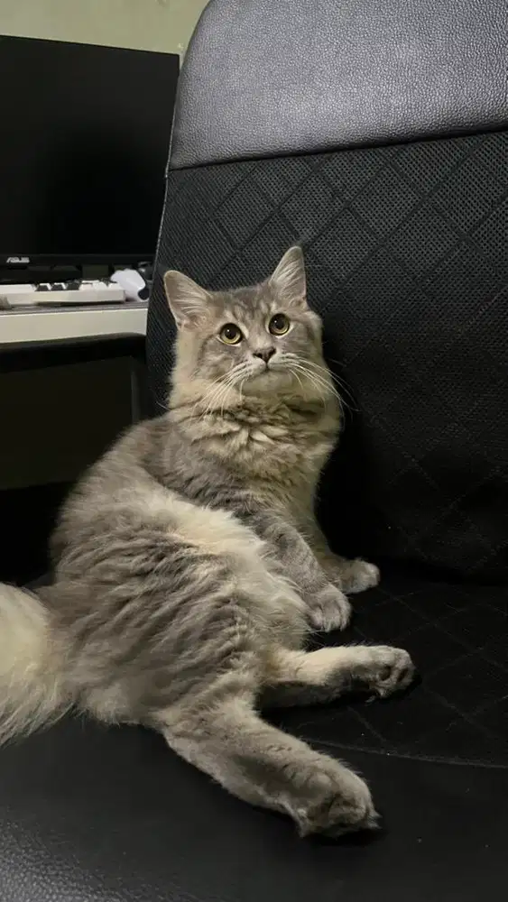 Mainecoon kitten 5 bulan