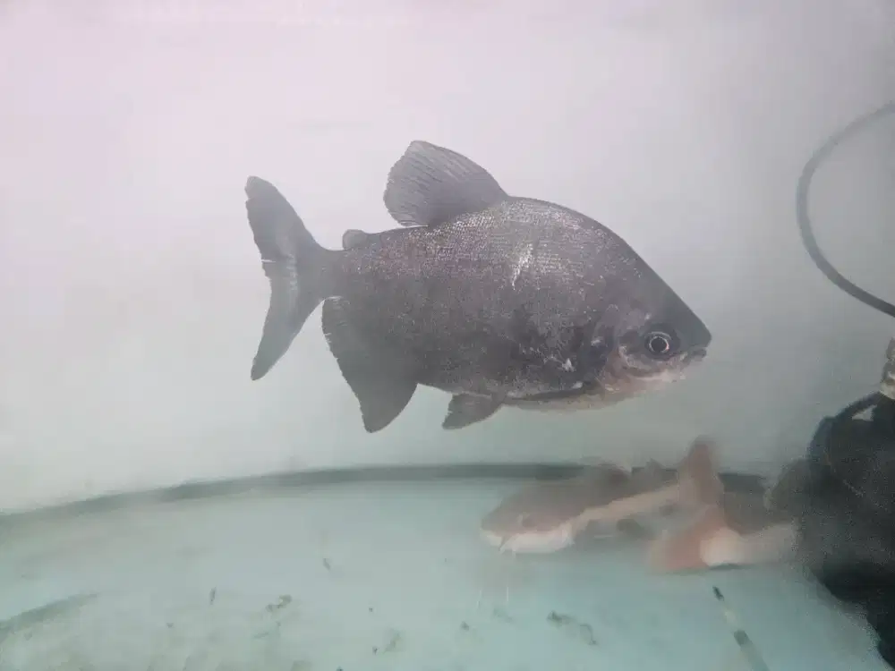 Bawal pacu jumbo 7 jari