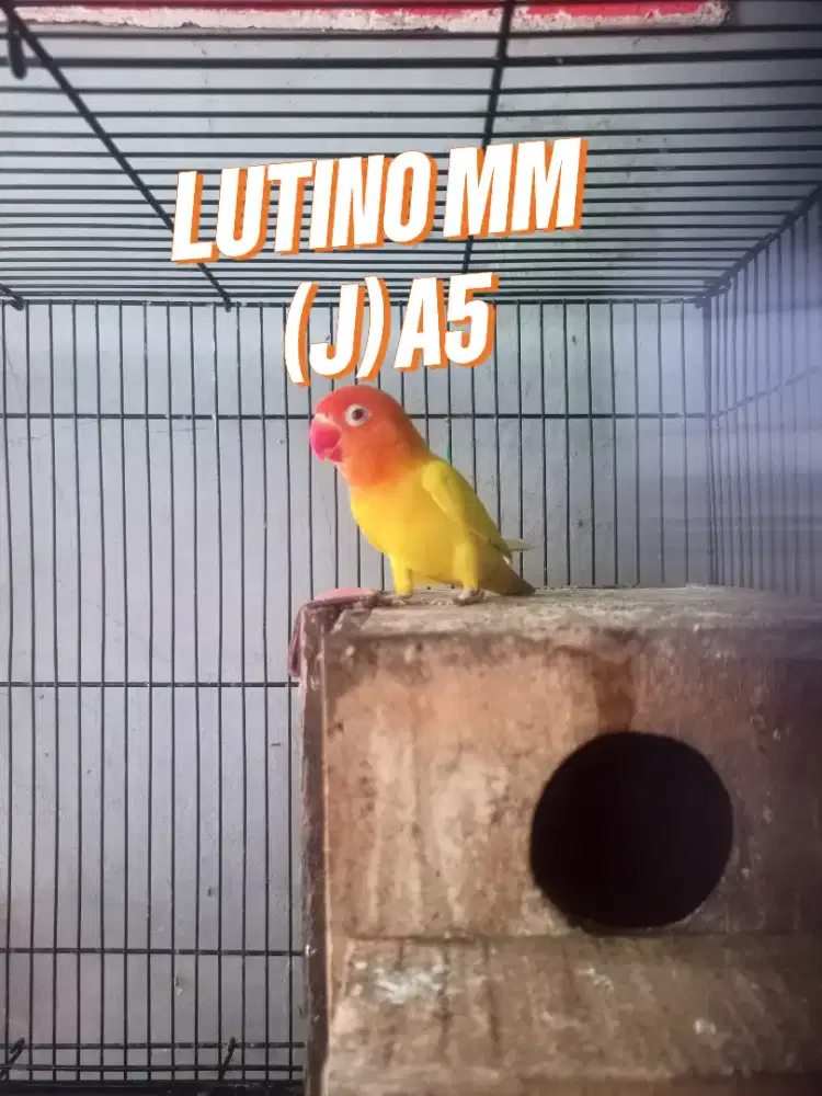 LOVEBIRD LUTINO MM JANTAN